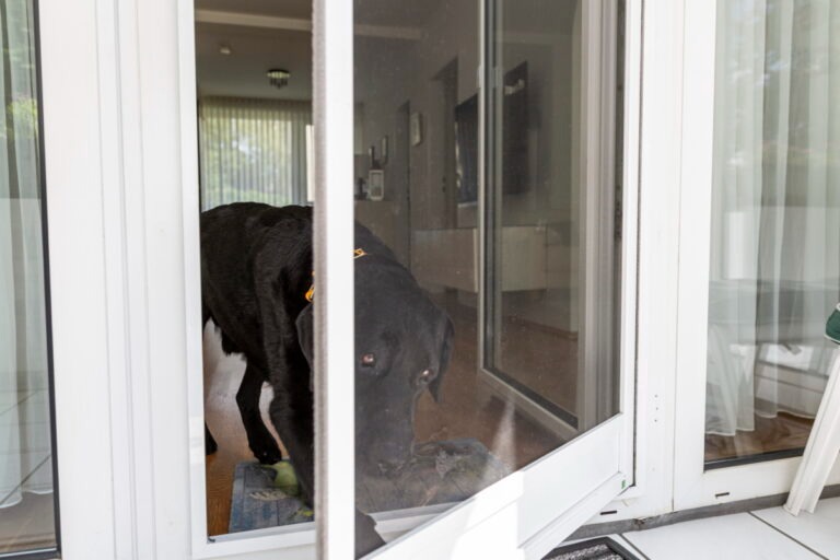 Schwarzer Hund geht durch eine geöffnete Insektenschutz-Pendeltür in einer weißen Terrassentür.